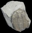 Partial Dalmanites Trilobite - New York #42985-1